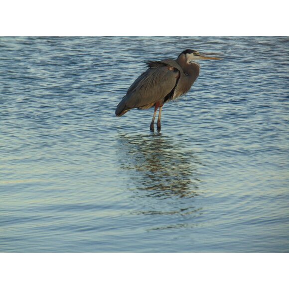 Sony Cybershot DSC-H300 Digital Camera 20.1MP 35x Opt Zoom HD Video 32GB SD MINT - Picture 7 of 16